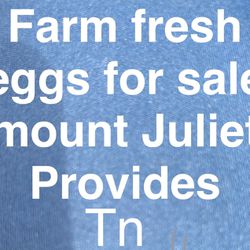 Farm Fresh Eggs For Sale Mount Juliet Provides Tn