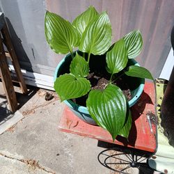 Hosta Plant