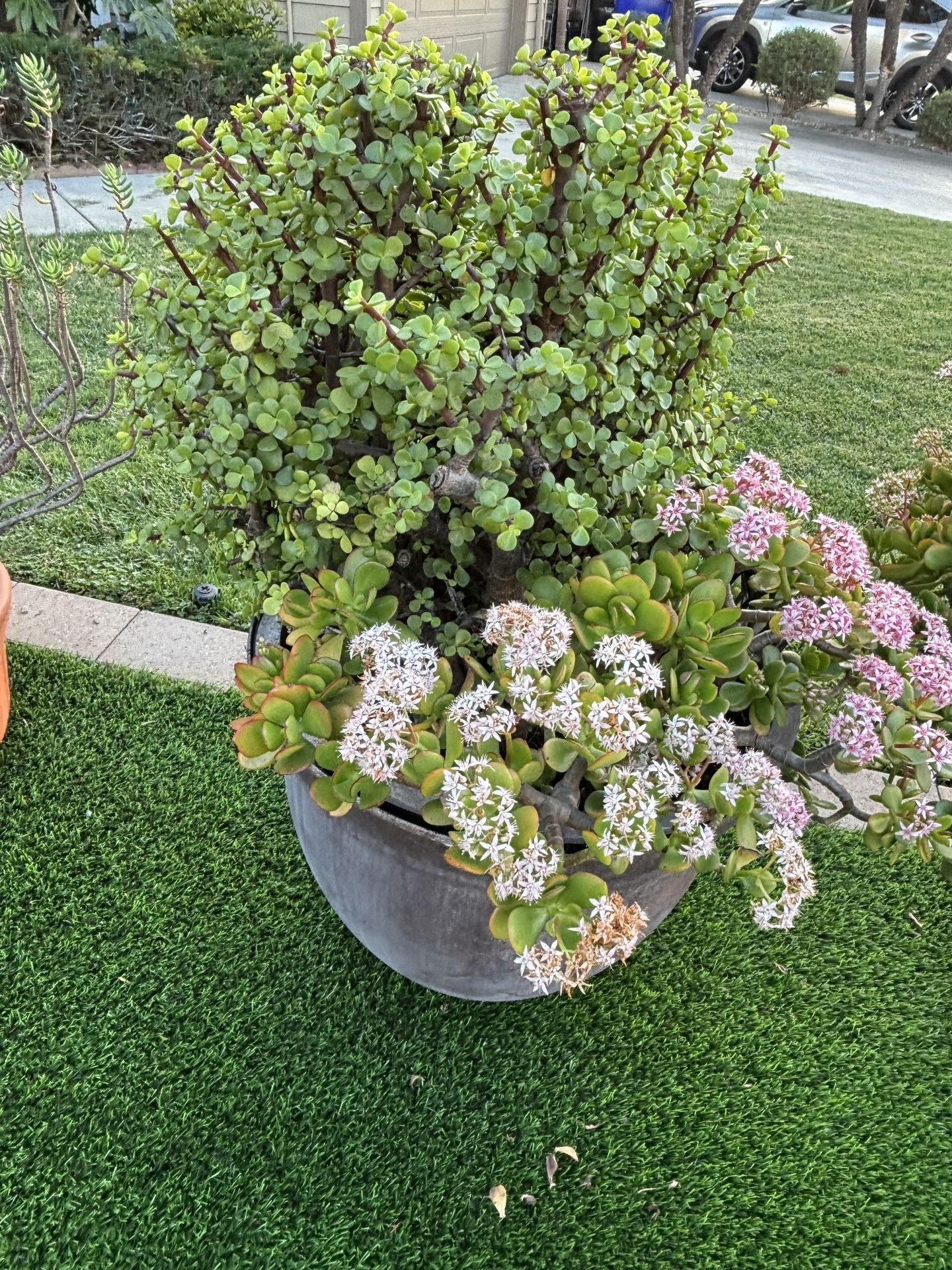 Elephant Bush Succulent Available For Immediate Sale Along With Pot