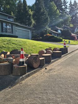 Free wood Douglas Fir
