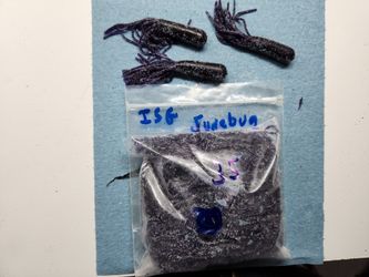 ISG Tubes & Yum Dinger