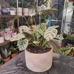 Calathea Fishbone Prayer Plant 