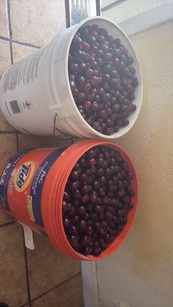 Cherries