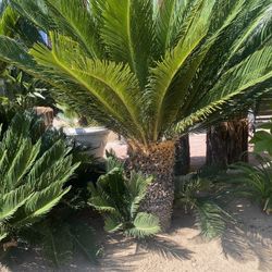  Palms.  Sego. Beautiful & Mature. 