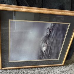 Framed Gray Wolf Photo