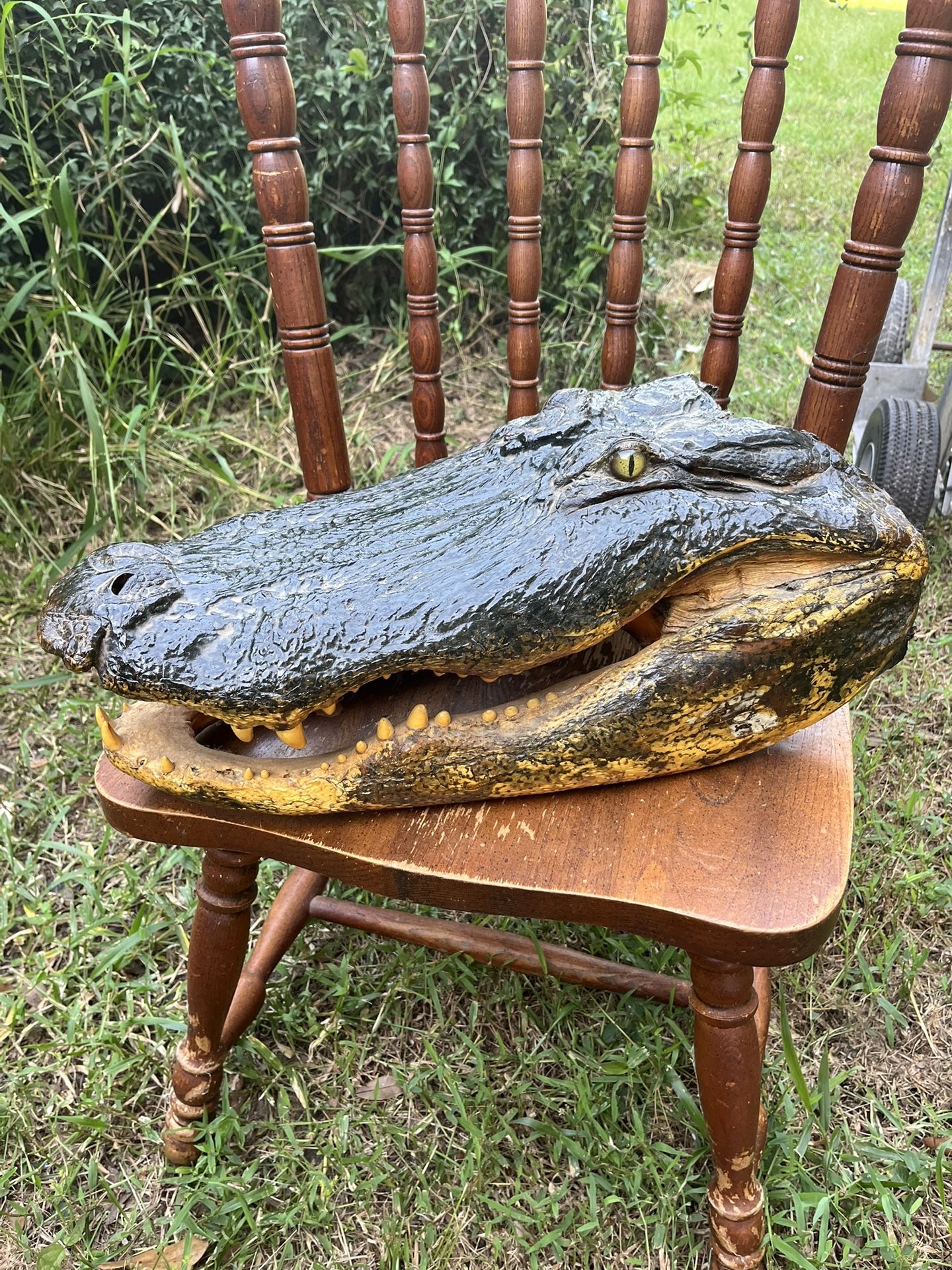 Alligator Head – Taxidermy Display Piece