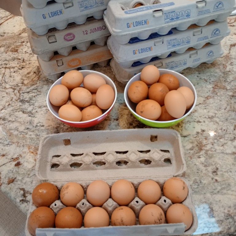 Fresh Eggs! Backyard Raised! While Supply Lasts