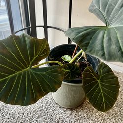 Large Alocasia ‘Regal Shields’