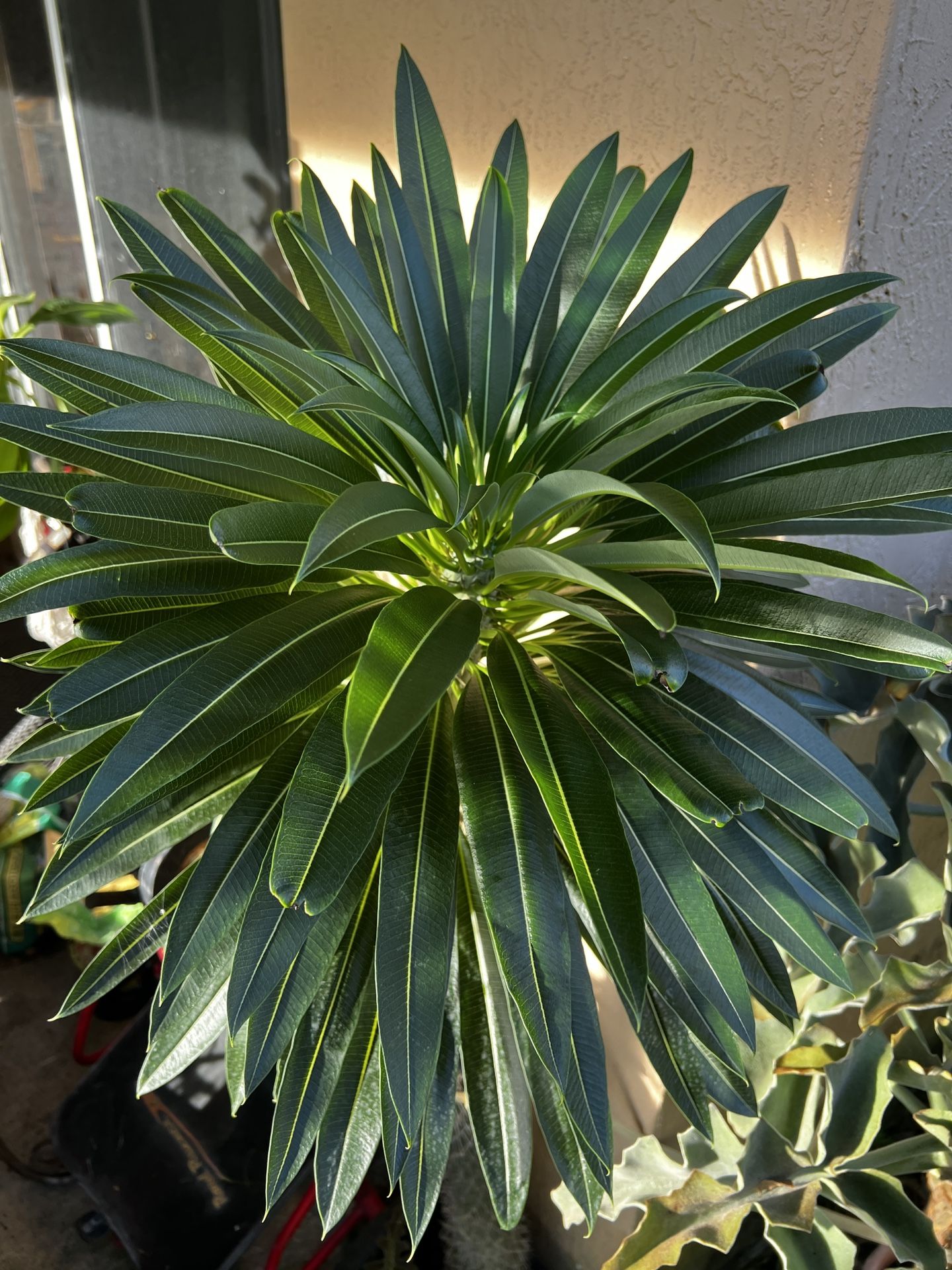 Madagascar Palm Tree 5 Feet Tall & Thick Trunk