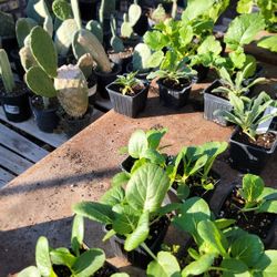 Heirloom And Heratige Organic Veggie Starters 