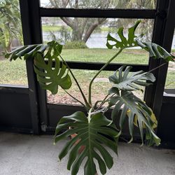 Monstera Deliciosa Plant
