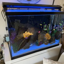 65-gallon glass fish tank