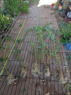 Rooted willows