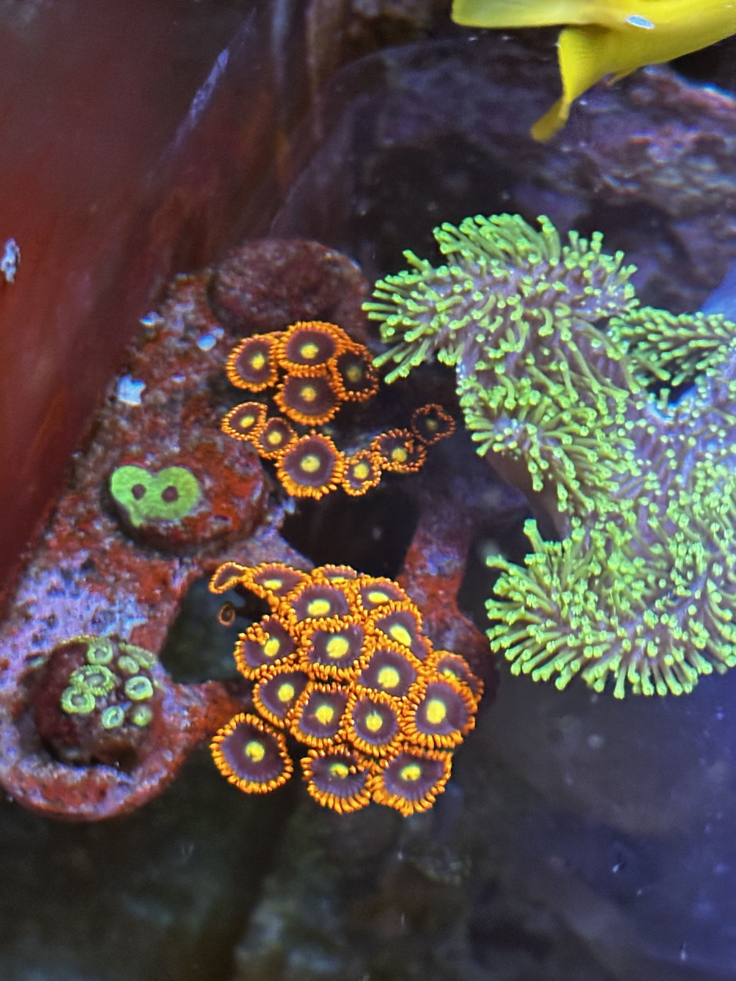 Ck Venus Zoanthids