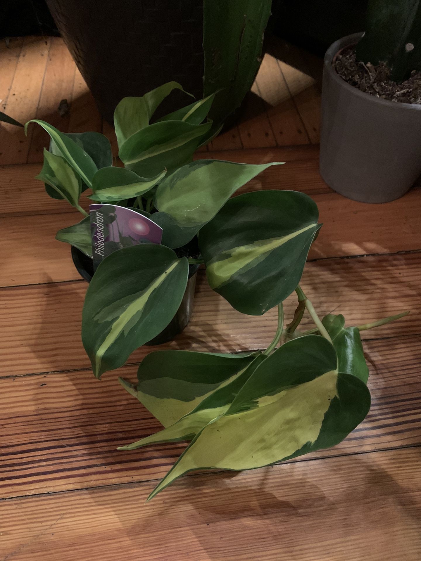 Brazilian Pathos Plant!! $15!!