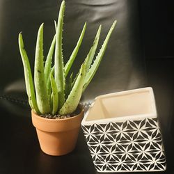Aloe Vera Plant & Pot + Cute Pattern Pot
