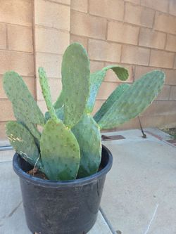 Cactus Plant