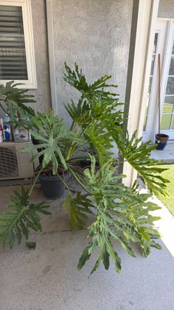 Large potted wax leaf