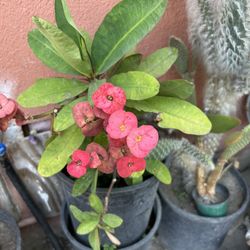Planta