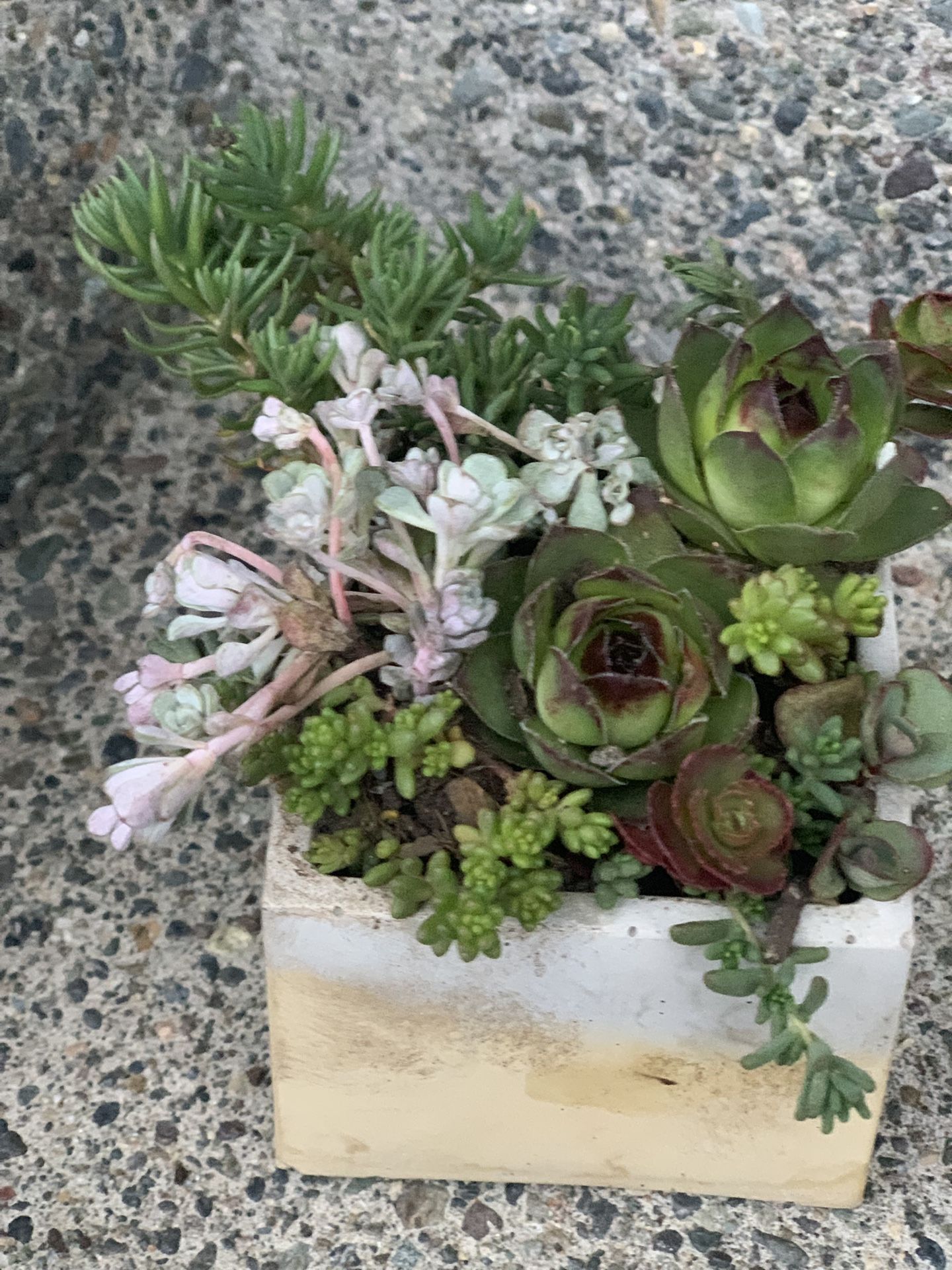 Succulent arrangement in cement square pot