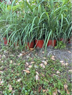 Lemongrass