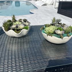 Succulents Variety Home Decorations 