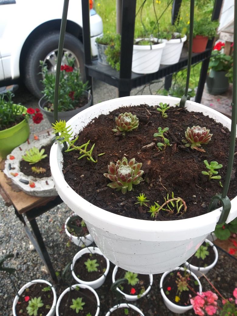 Succulents baskets