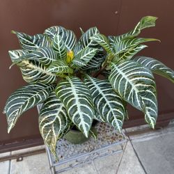 6” zebra plant