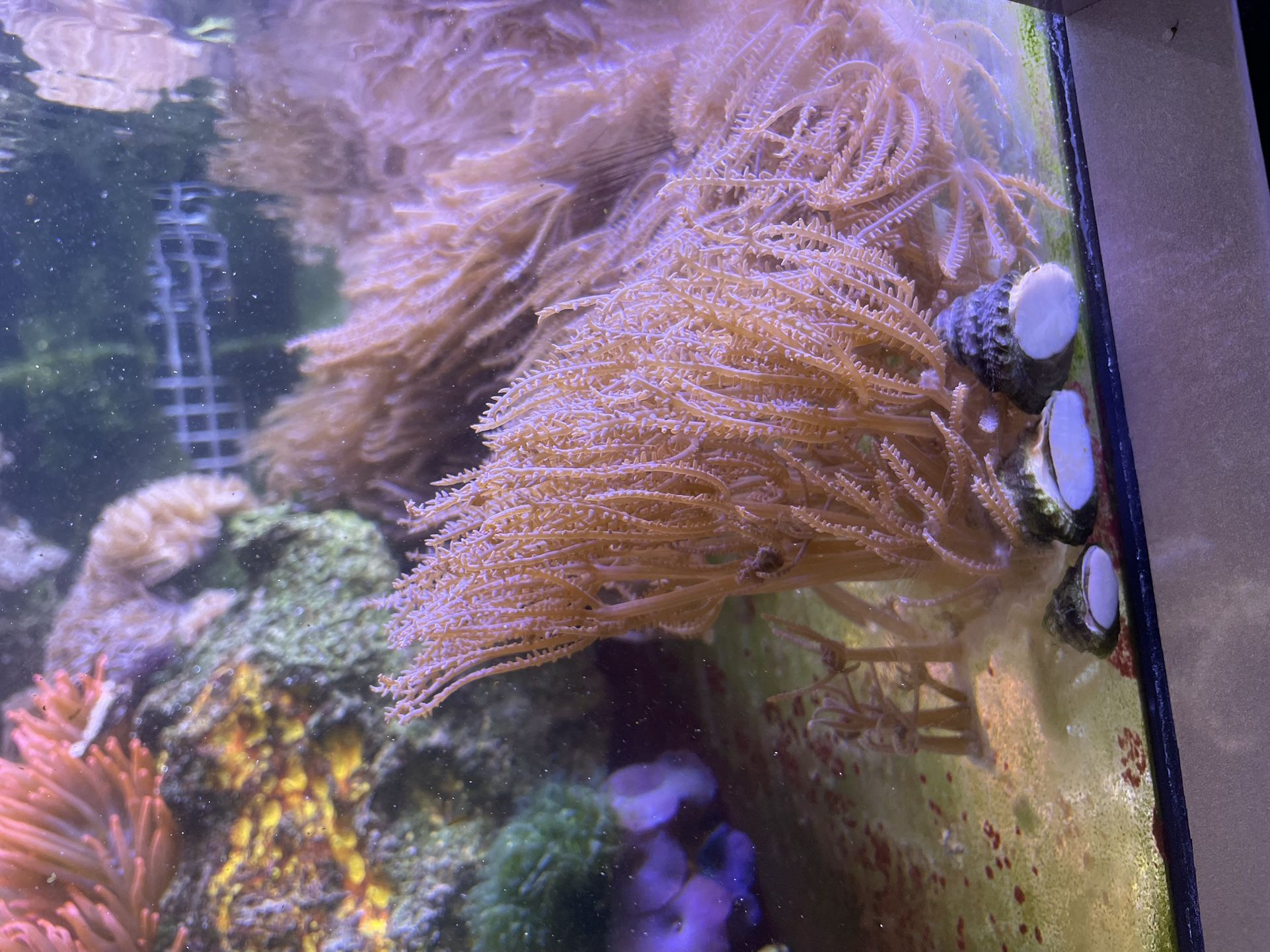 Anthelia Waving Hand Coral