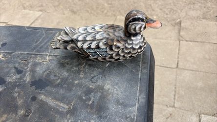 Wood duck