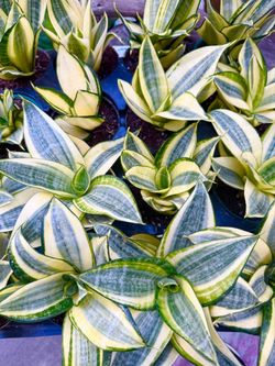 Plants (4”pot🌿Sansevieria “Hahnii Gold”)