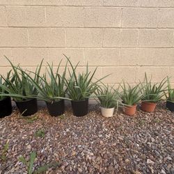 Aloe Vera Plants