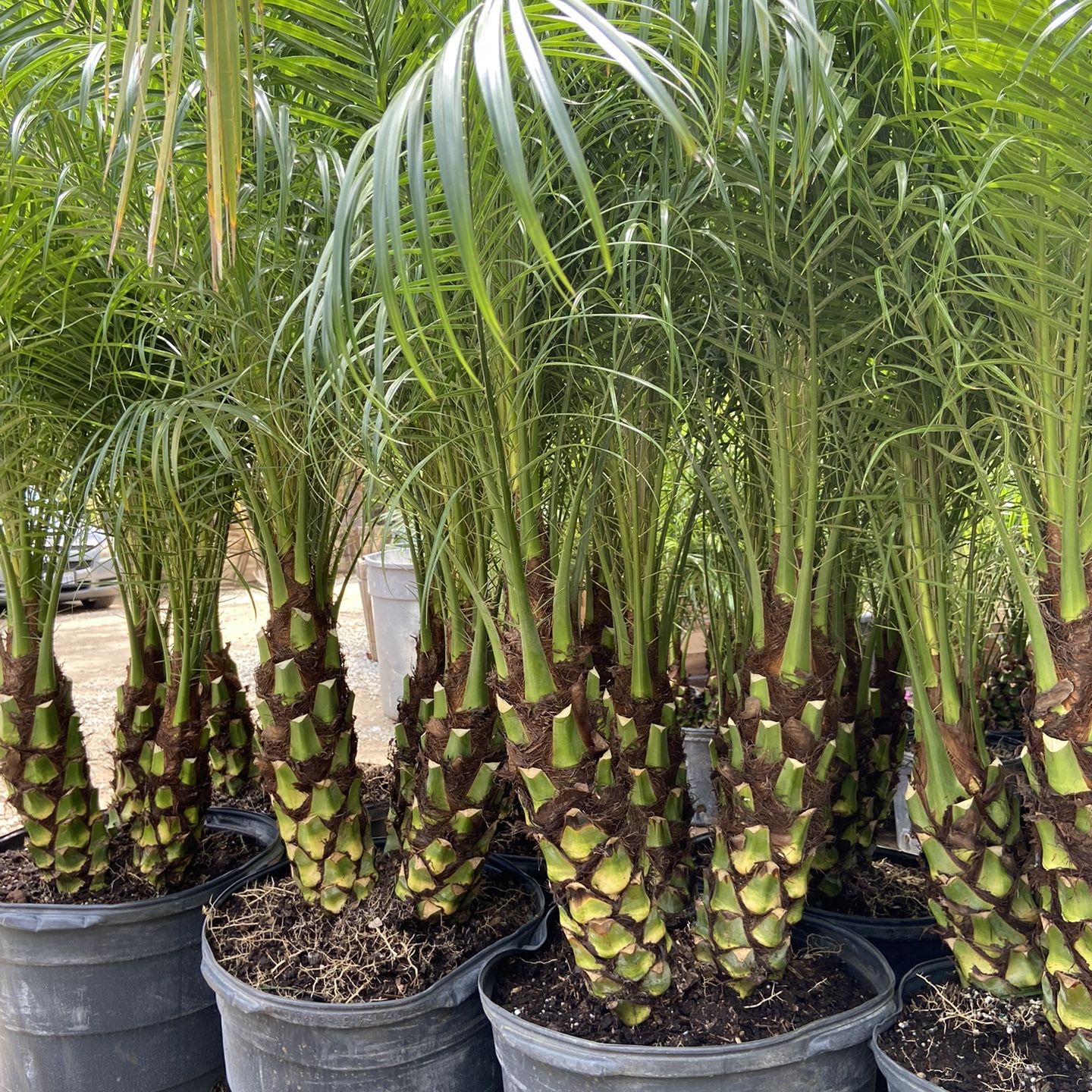 Palm Trees for Sale in Riverside, CA - OfferUp