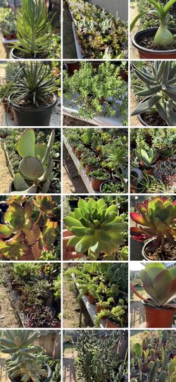 Cactus, Succulent’s, Arrangement 🪴