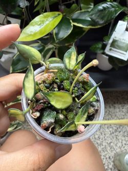 Variegated Hoya Lacunosa