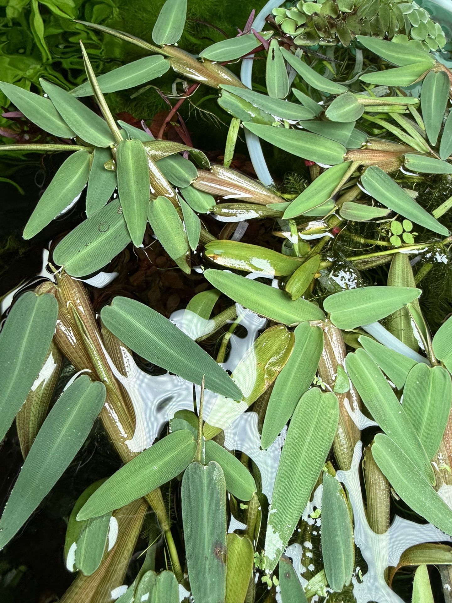 Floating Bamboo (Hygroryza Aristata) – Easy Aquatic Plant For Aquariums Aquascape Ponds - Floating Plants - Asian Watergrass