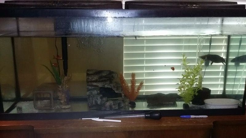 55g aquarium and axolotl for sale