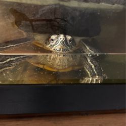 Red Ear Slider Turtle 