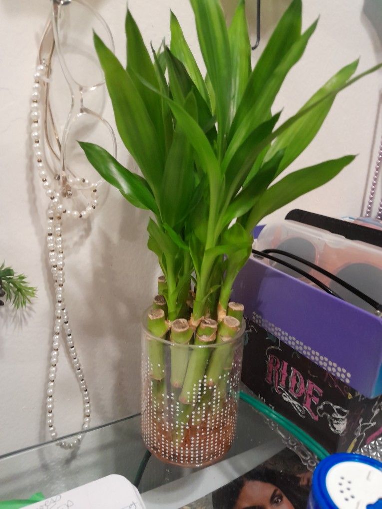 All These Plants $15 Total