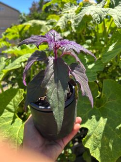 Indoor plant purple passion plant