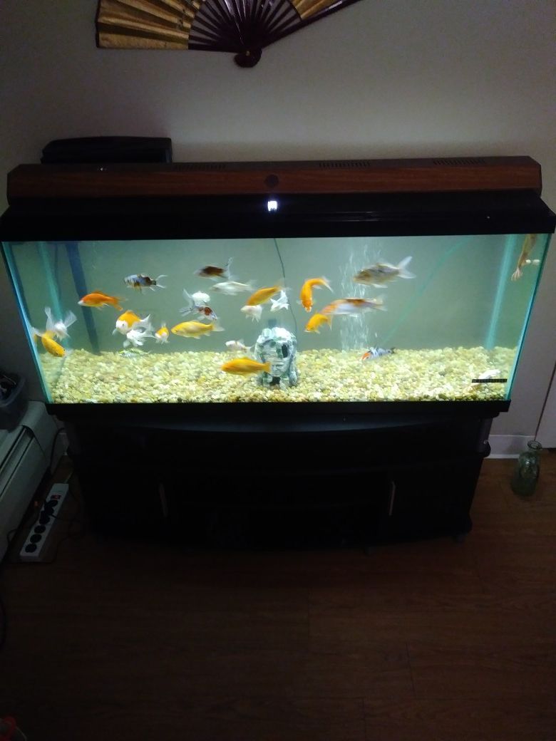 55 Gallon Fish Tank With Fish $200