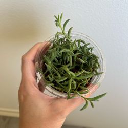 Succulent String Plant