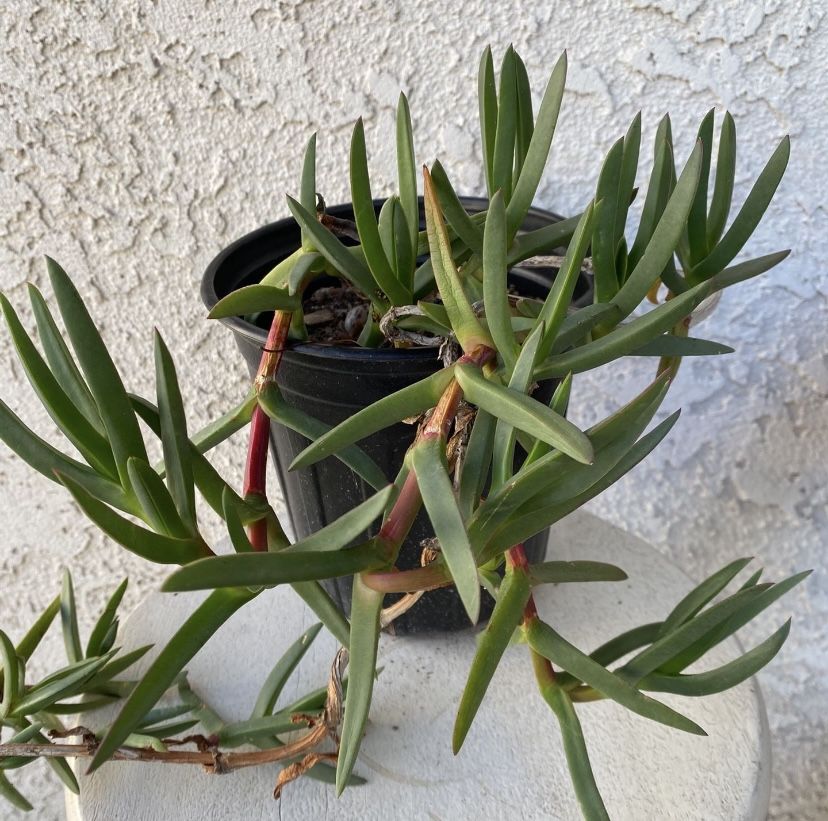 1 Gallon Pot Succulent Plant - Ground Covering - Carpobrotus - Ice Plant - Rooted & Established - Beautiful Flowers -🪴- Drought Resistant