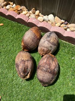 Dried coconut with water