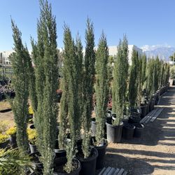 ITALIAN CYPRESS
