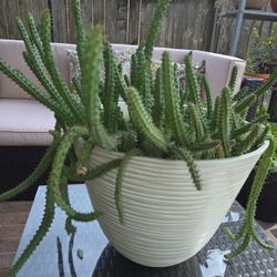 Potted Succulent $55