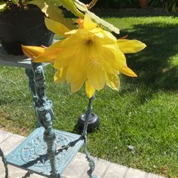 Flower  $10
