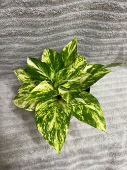 Variegated Live Plant 4” Pot