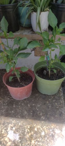 Macetas de pimientos