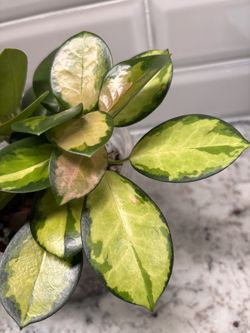 Hoya Australis Lisa - Variegated - 5" Pot - $12